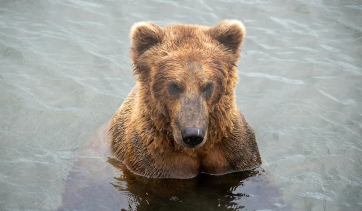 Animals That Start With B