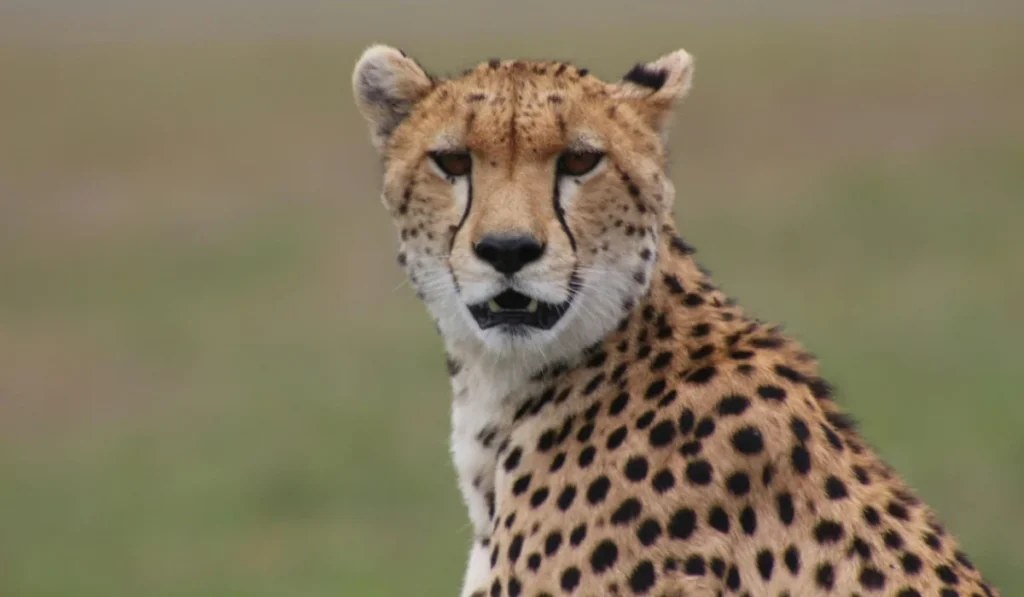 Animals That Start With C