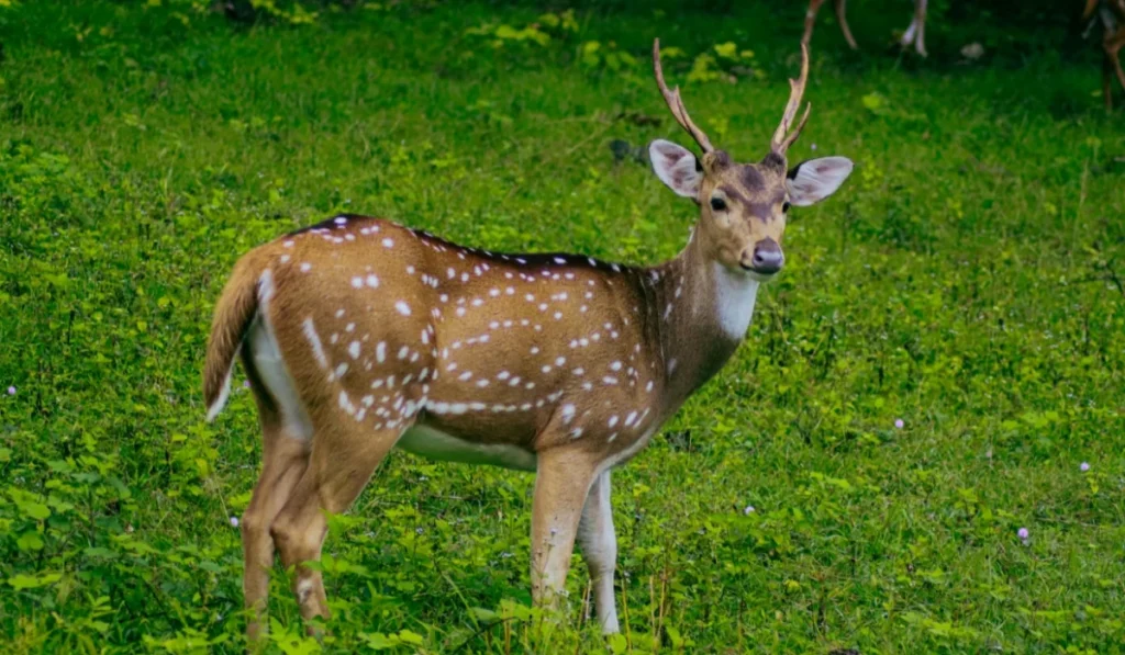 Animals That Start With D