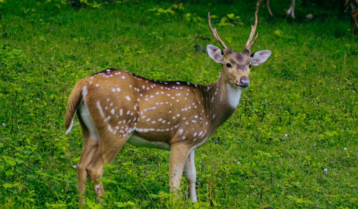 Animals That Start With D