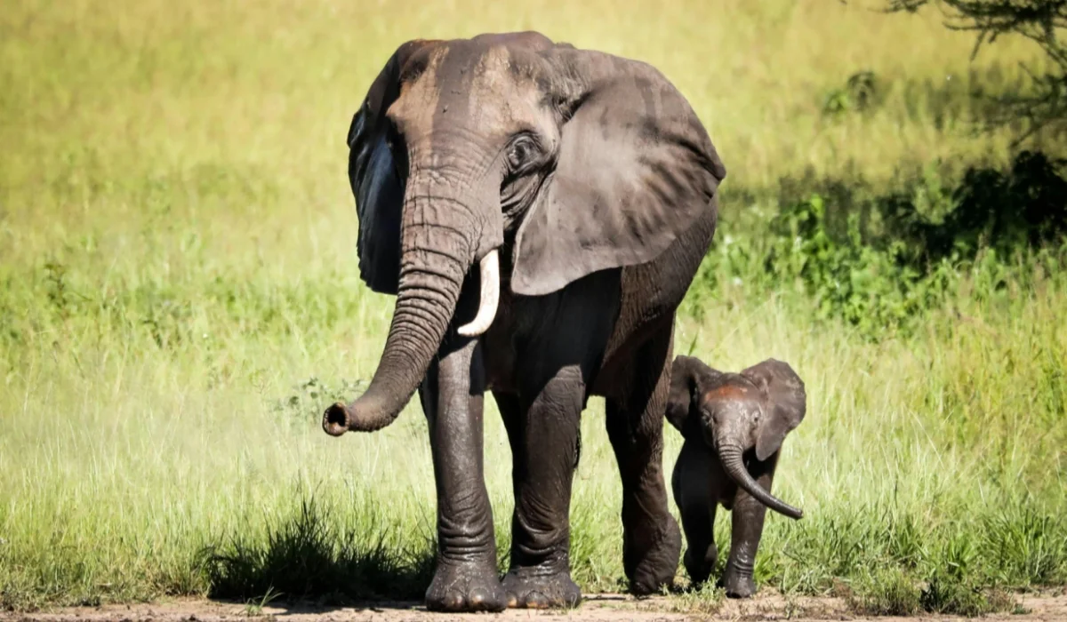 Animals That Start With E