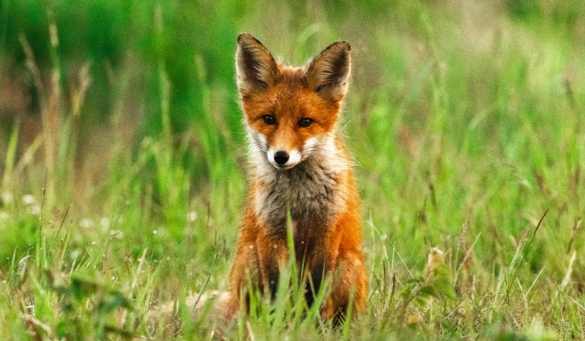 Animals That Start With F