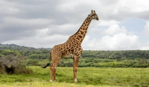 Animals That Start With G
