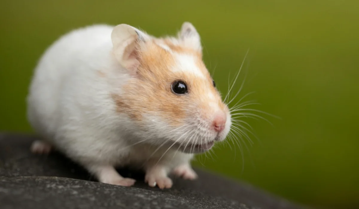 Animals That Start With H