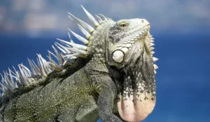 Animals That Start With I