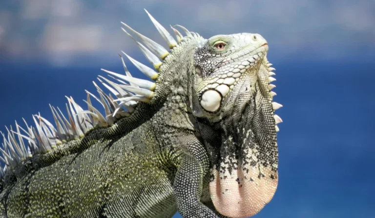 Animals That Start With I