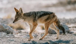 Animals That Start With J