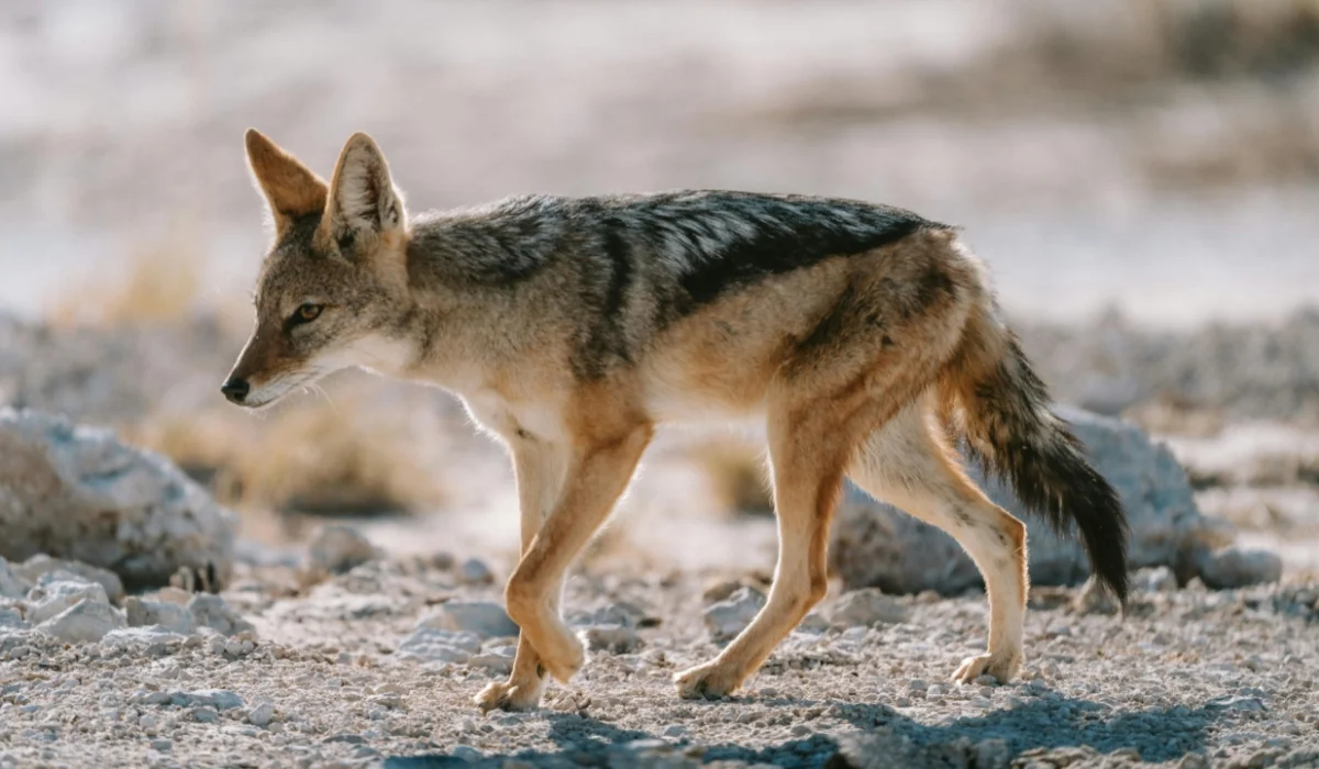 Animals That Start With J