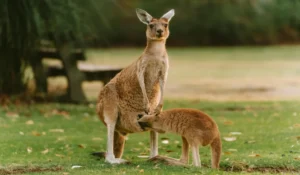 Animals That Start With K
