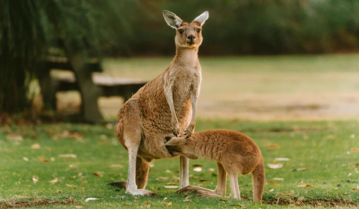 Animals That Start With K