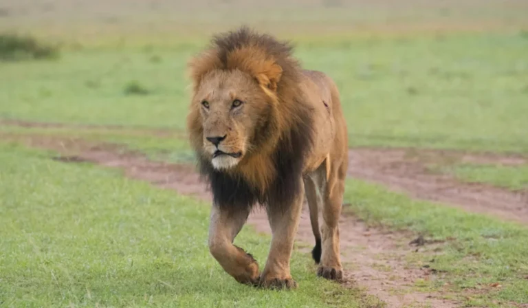 Animals That Start With L