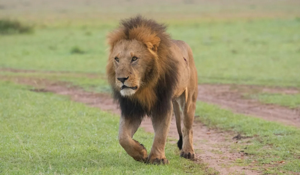 Animals That Start With L