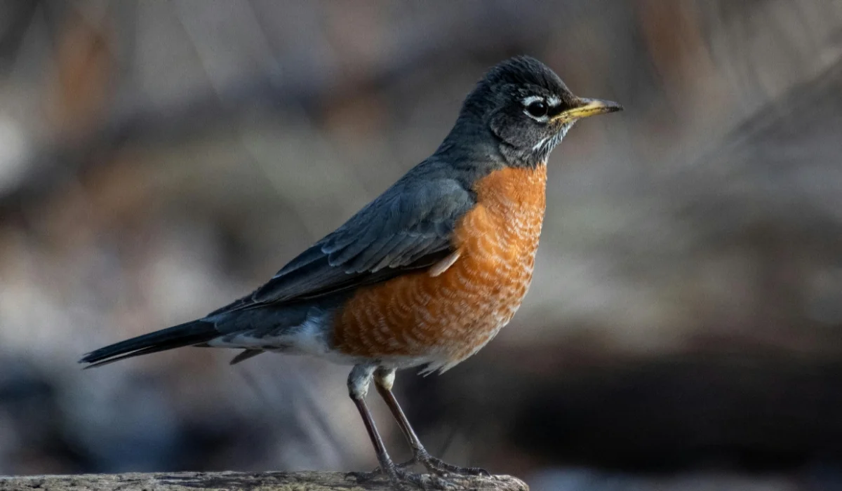 Birds That Start With A