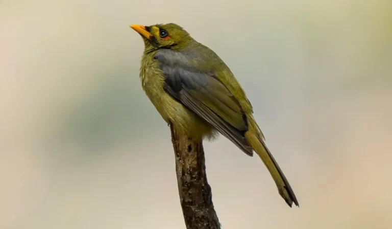 Birds That Start With B