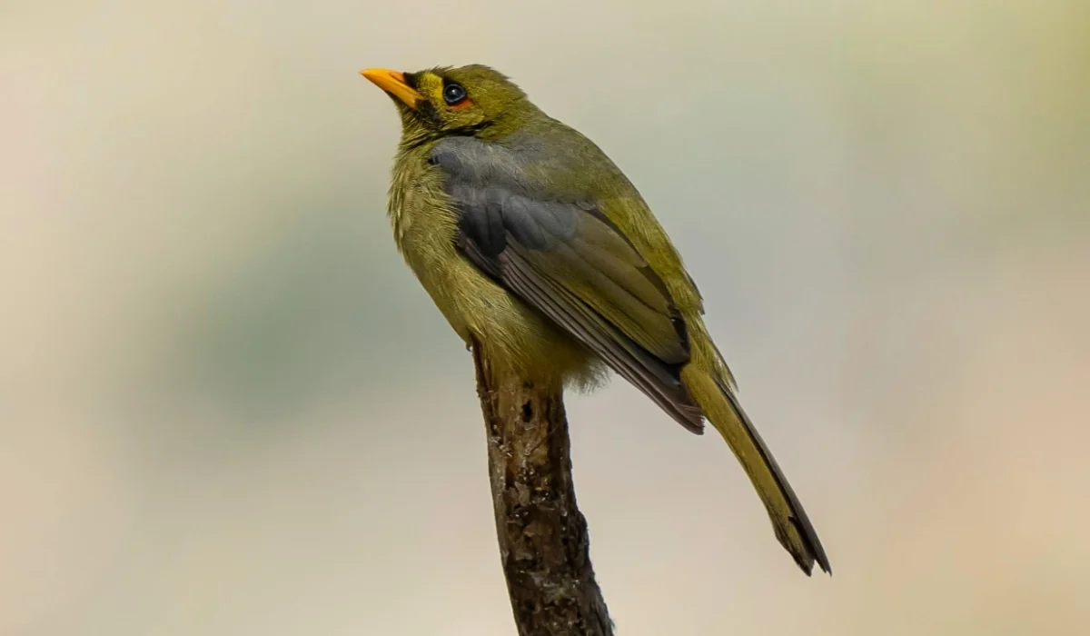 Birds That Start With B