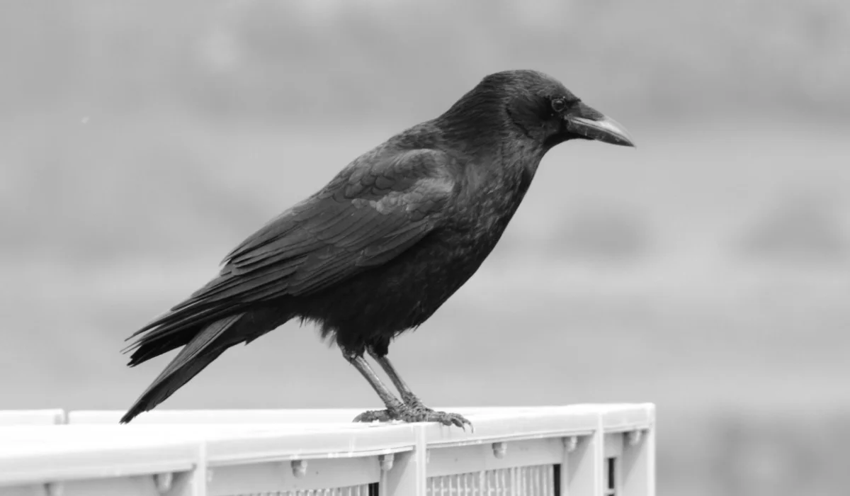 Birds That Start With C