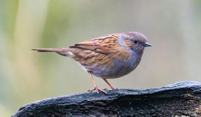 Birds That Start With D