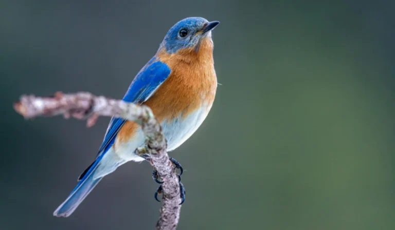 Birds That Start With E