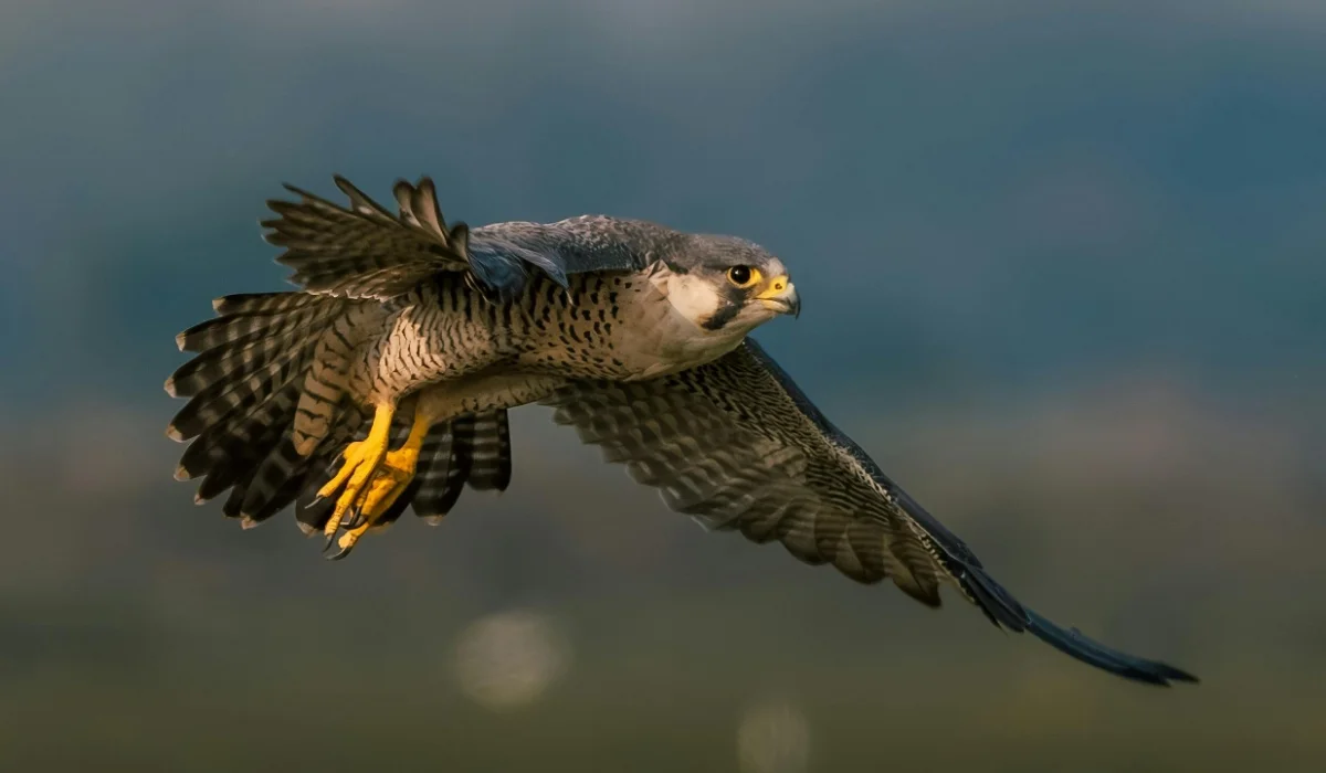 Birds That Start With F