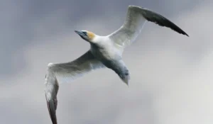 Birds That Start With G