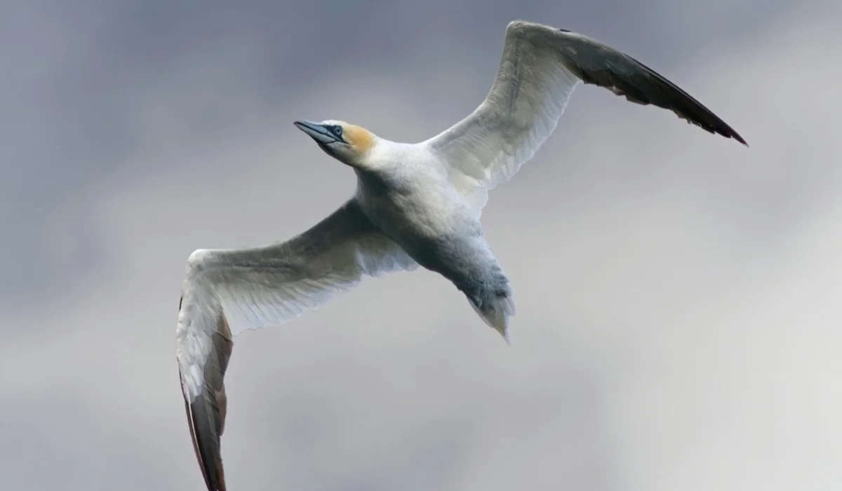 Birds That Start With G