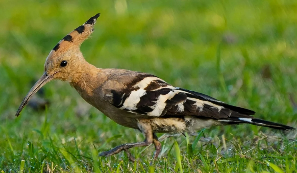 Birds That Start With H