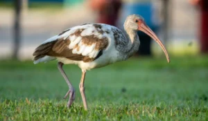 Birds That Start With I