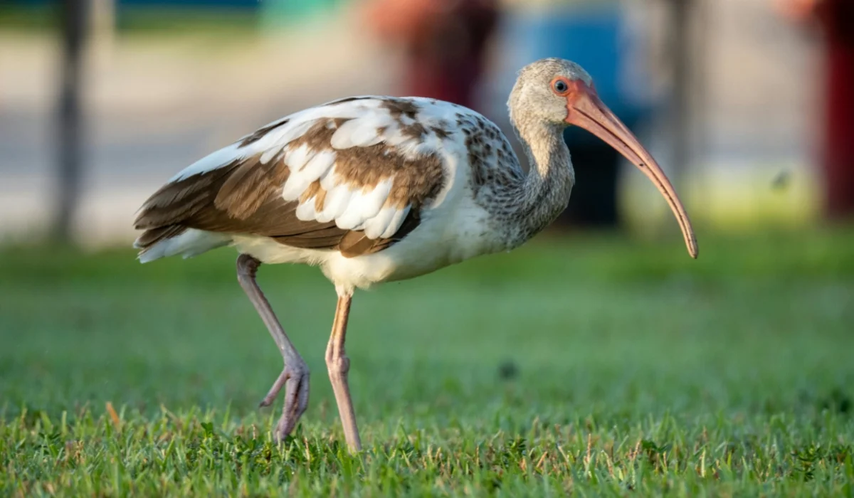 Birds That Start With I