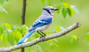 Birds That Start With J