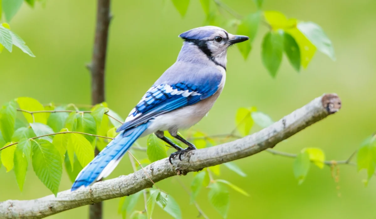 Birds That Start With J