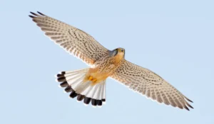 Birds That Start With K