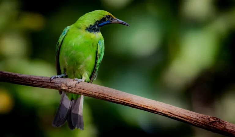 Birds That Start With L