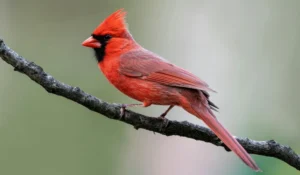 Birds That Start With N