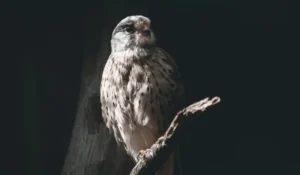Birds That Start With O