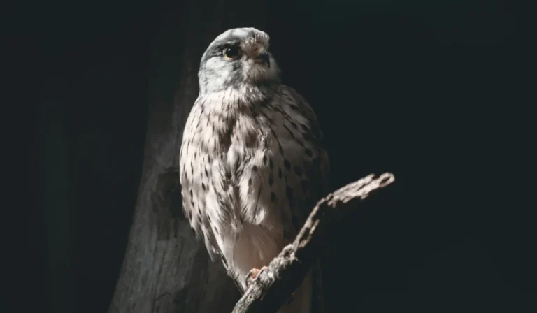 Birds That Start With O