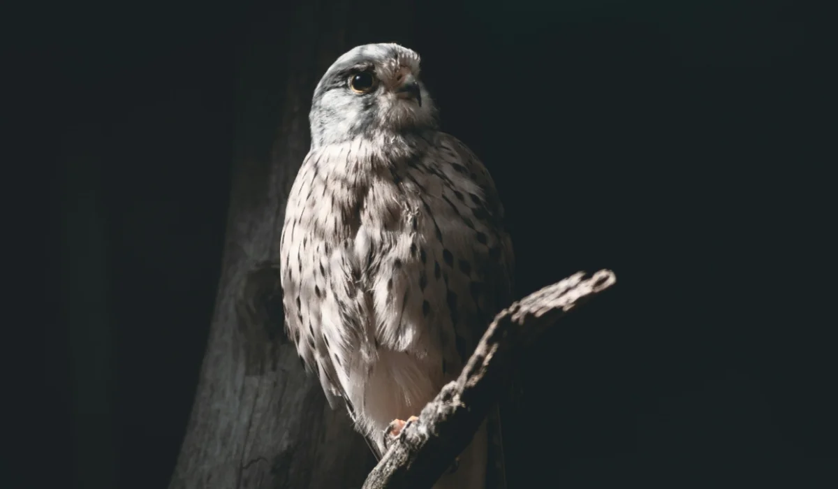 Birds That Start With O