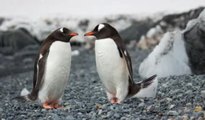 Birds That Start With P