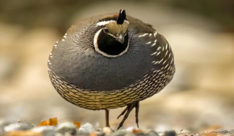 Birds That Start With Q