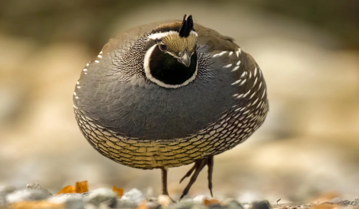 Birds That Start With Q