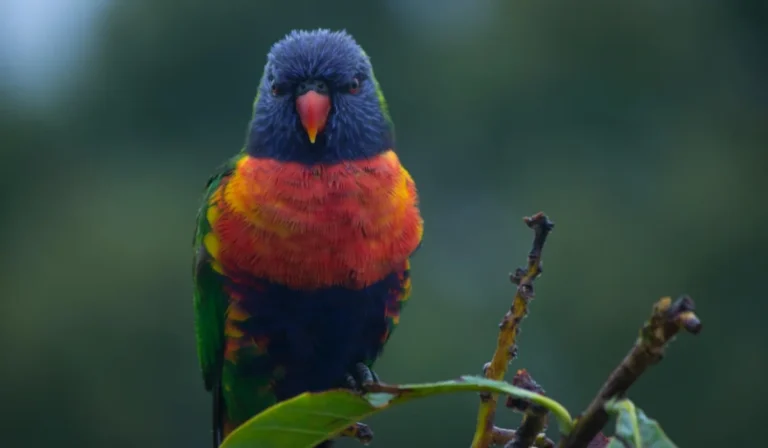 Birds That Start With R