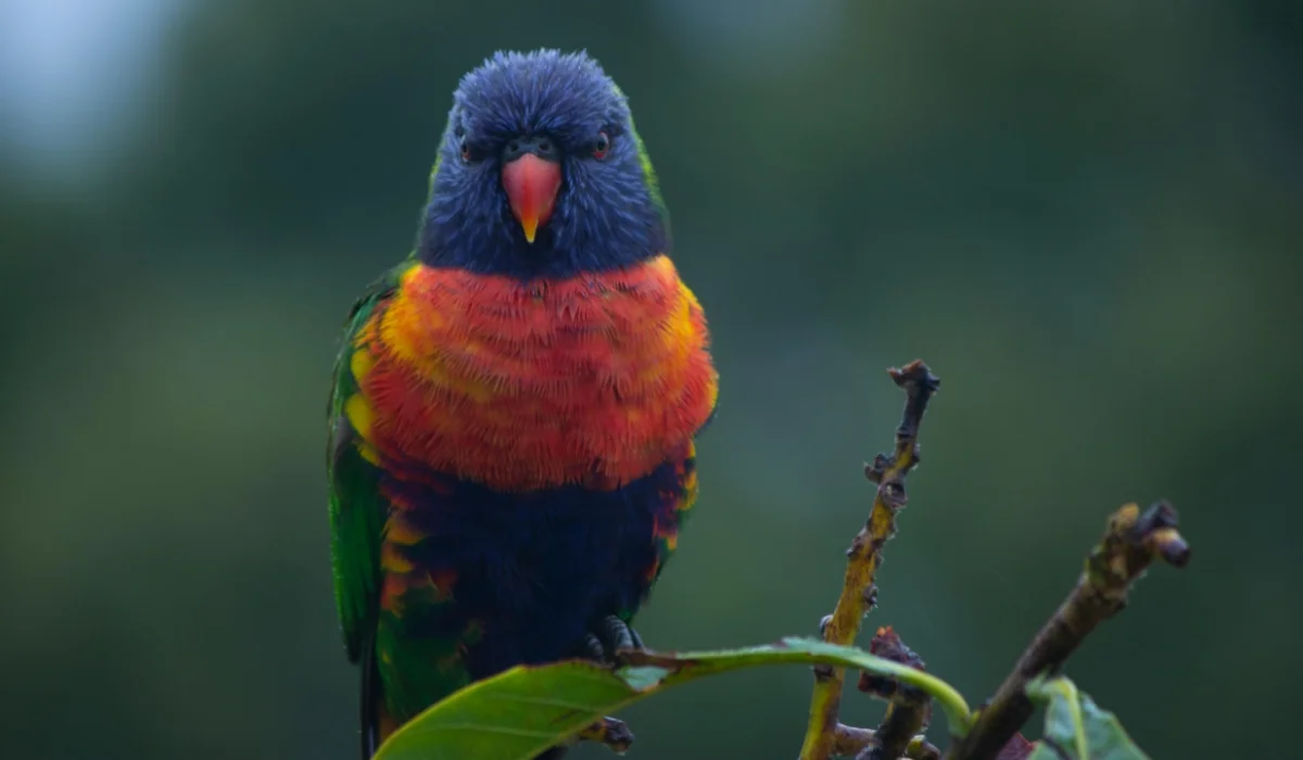 Birds That Start With R