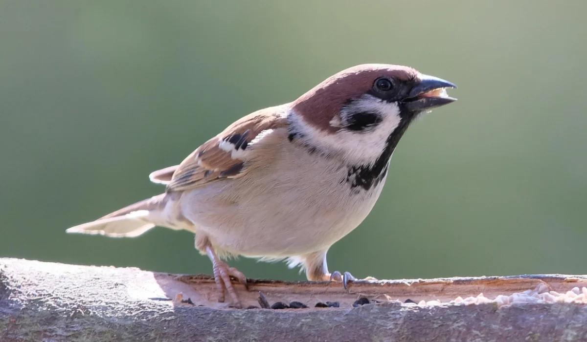 Birds That Start With S