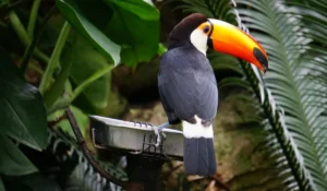Birds That Start With T