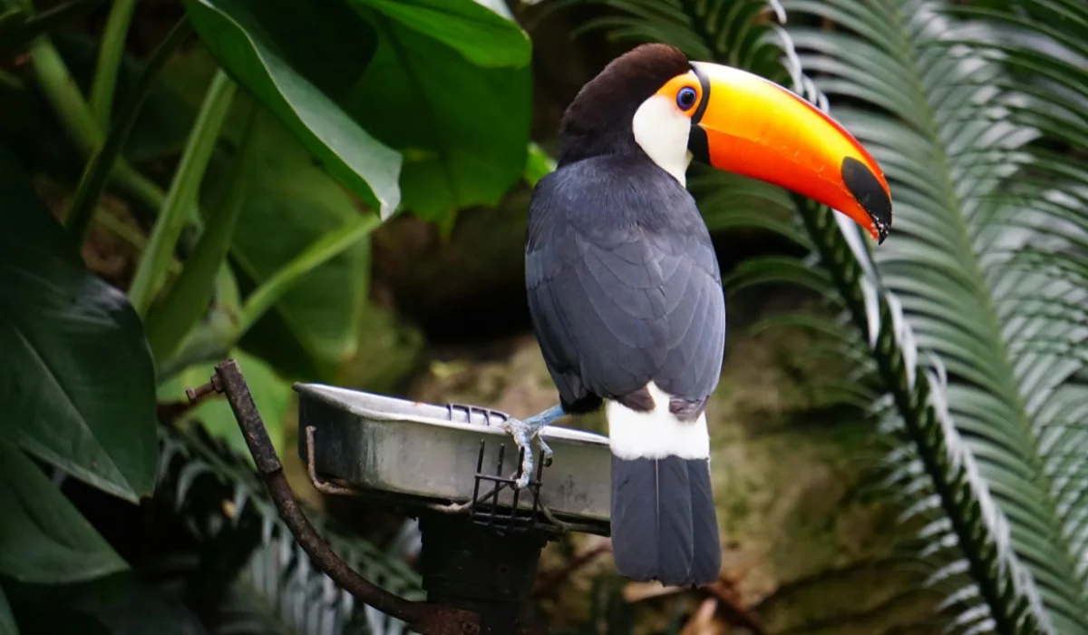 Birds That Start With T