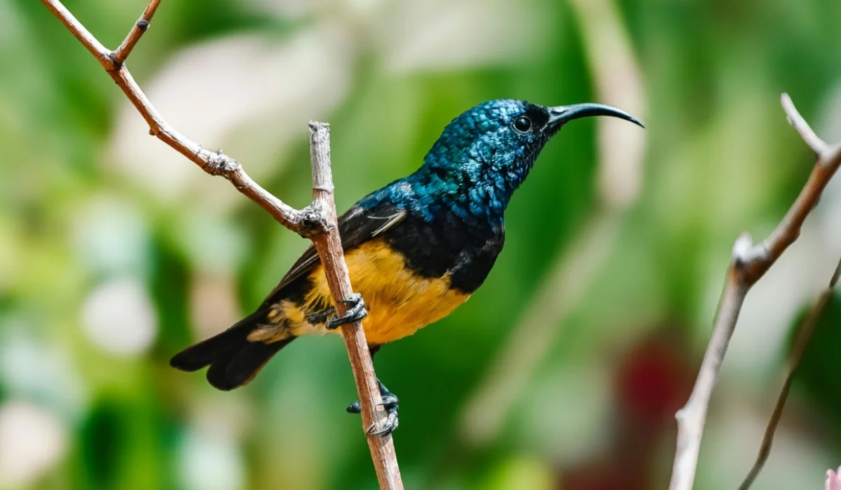 Birds That Start With V