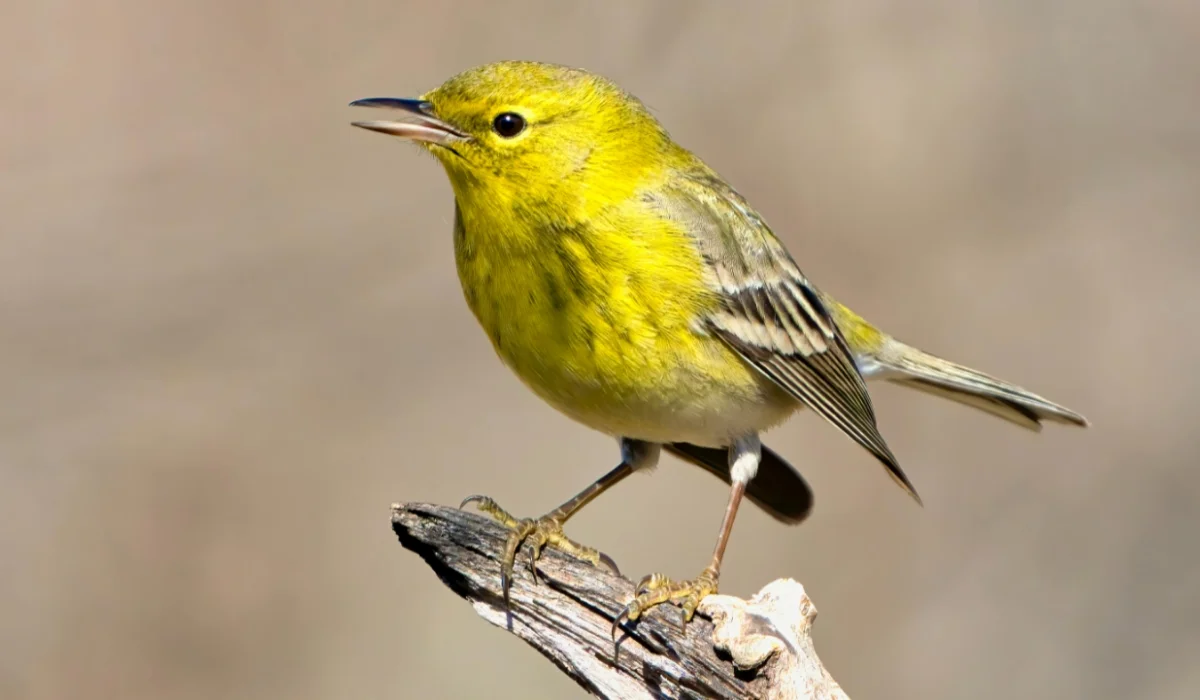Birds That Start With W
