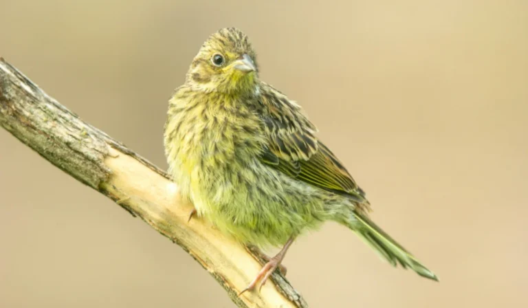 Birds That Start With Y