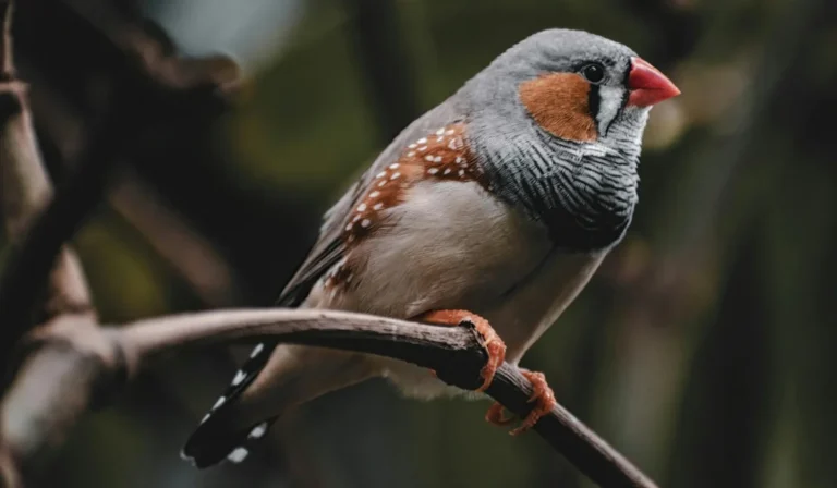 Birds That Start With Z