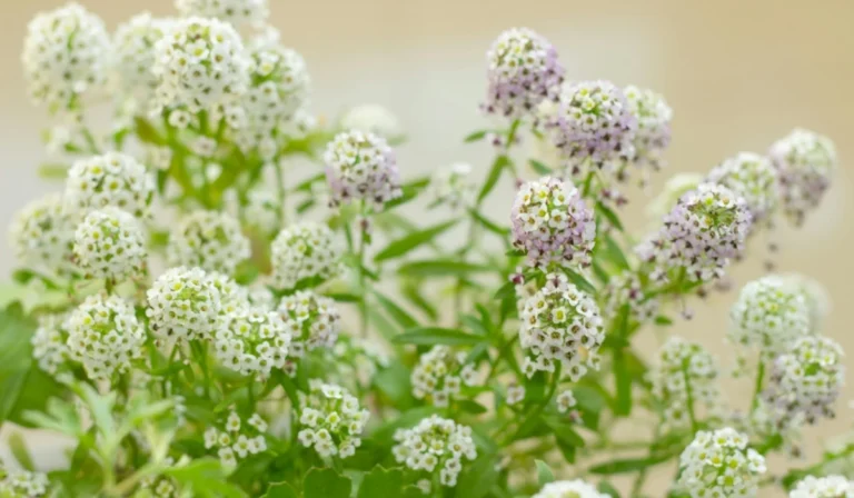 Flowers That Start With A