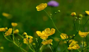 Flowers That Start With B